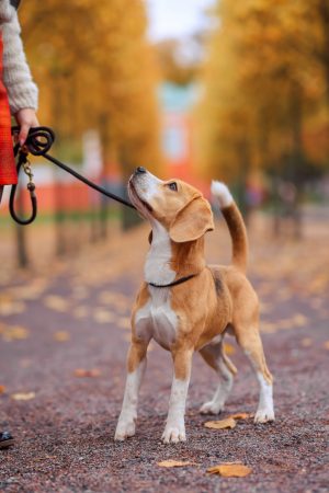 Beagle schaut zu Herrchen auf