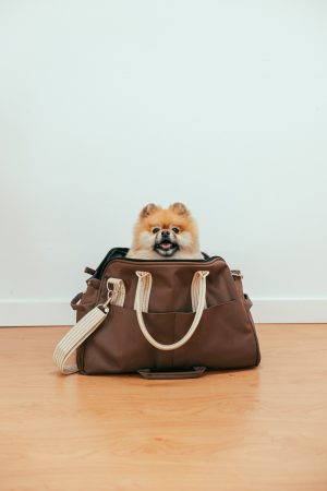 Hund in Handtasche