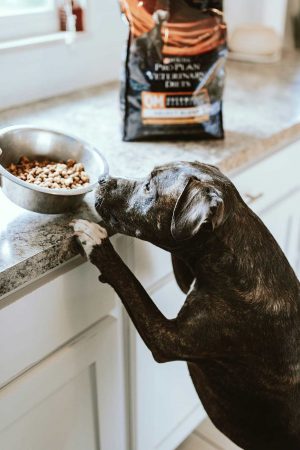 hunde-cat-high-food
