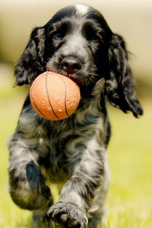 hunde-cat-high-spiel